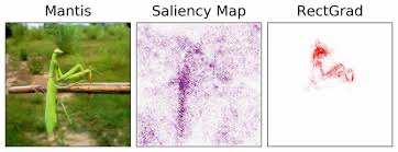 Example of Saliency Map (middle) and RectGrad attributions (right) methods. Although the saliency map has more noise, both attribution methods suggest that the model thinks the mantis's body is most important to properly label this input image.